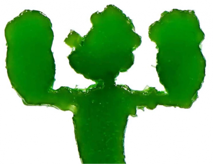 3D打印墨水中加入叶绿体 光照下成型物体变得更坚固 裂缝可自我修复