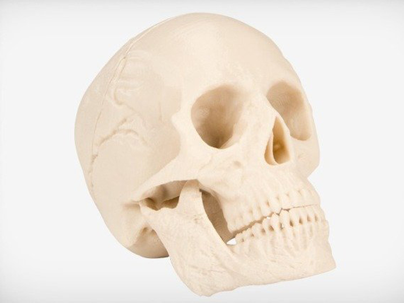 人类头骨3D打印模型免费STL文件下载-深圳市博易特智能科技有限公司